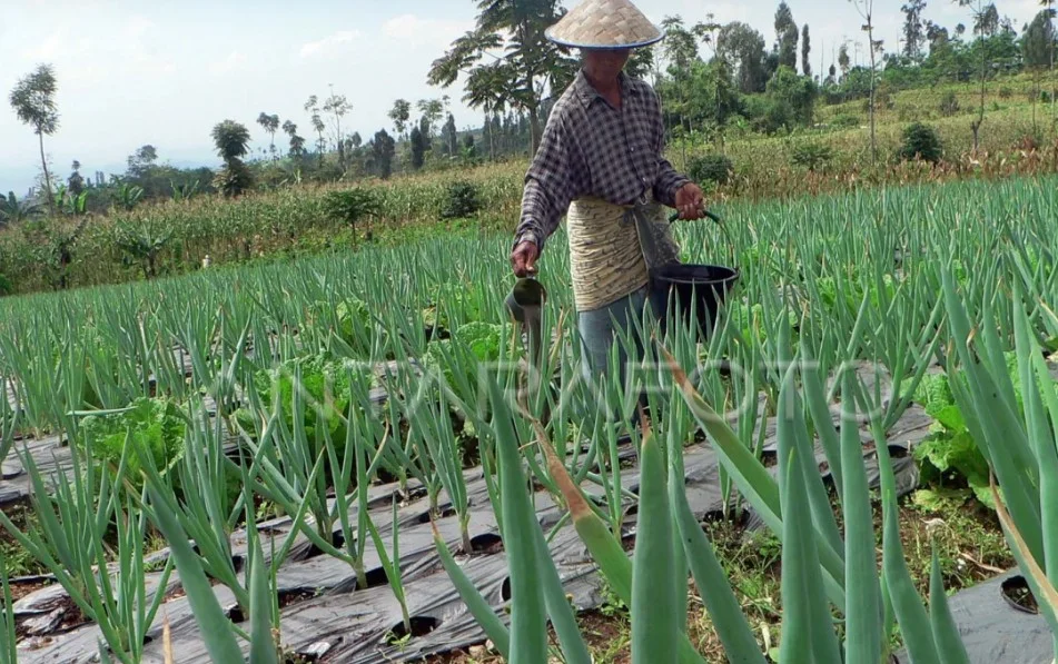 Petani Wonosobo Panen Loncang