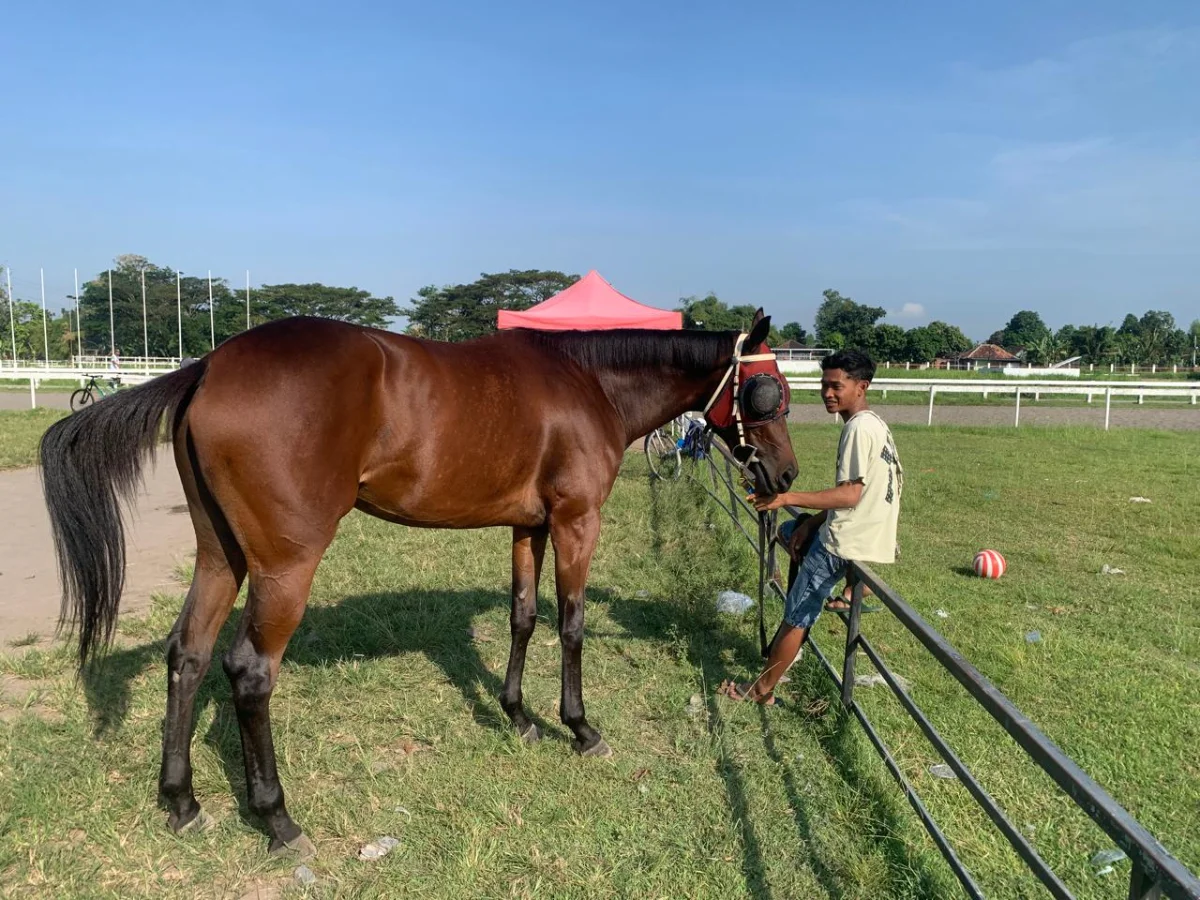Magdalene Cosea, kuda pacu betina sedang istirahat bersama pawangnya, Heri, di pinggir lapangan pacu kuda Stadion Sultan Agung, Bantul, DIY, Kamis (14/5/2026).